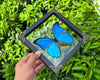 Vinatimes Real Framed Morpho Butterfly Handmade Glass Frame Shadow Box Dried Insect Lover Taxidermy Dead Bug Specimen Display Tabletop Wall Art Hanging Decoration Home Decor Living Reading Gallery K19-22-KINH - Vinacreations