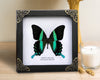 Vinatimes Real Framed Peacock Butterfly Moth Dead Insect Dried Bug Shadow Box Frame Taxidermy Specimen Display Oddity Curiosities Tabletop Wall Art Hanging Collection Home Decor Living Reading Room K16-23-TR - Vinacreations
