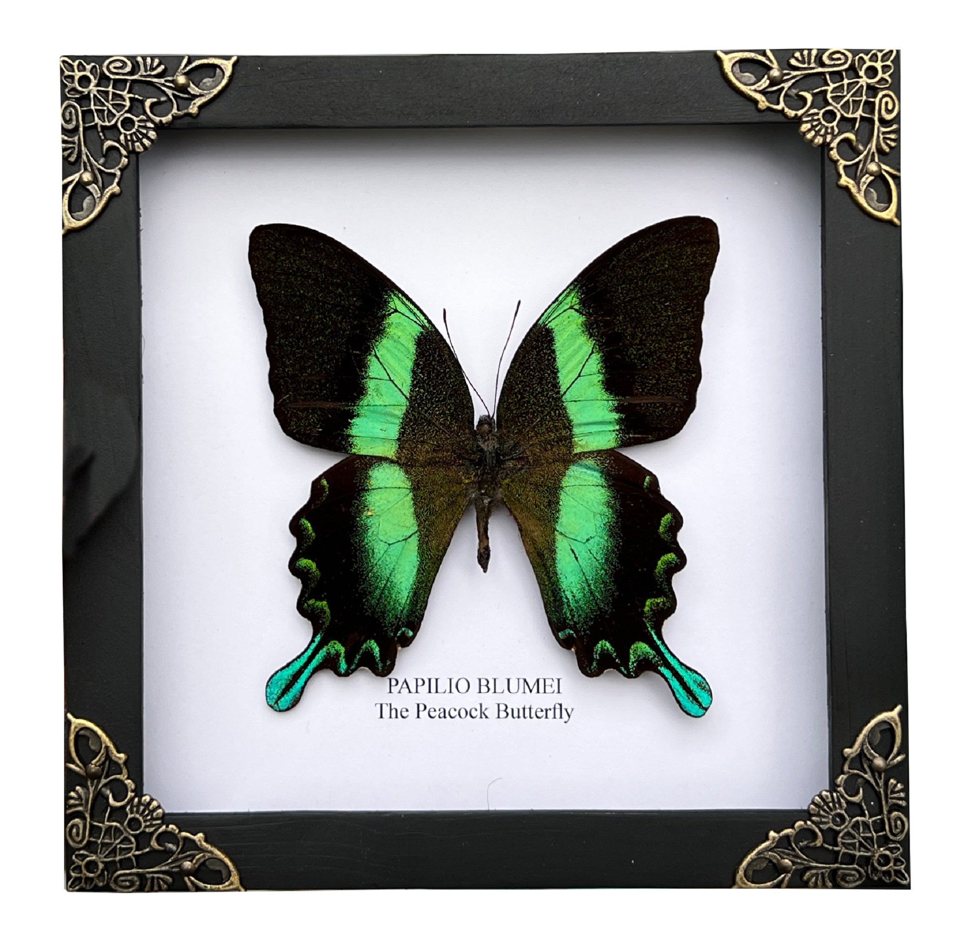 Vinatimes Real Framed Peacock Butterfly Moth Dead Insect Dried Bug Shadow Box Frame Taxidermy Specimen Display Oddity Curiosities Tabletop Wall Art Hanging Collection Home Decor Living Reading Room K16-23-TR - Vinacreations