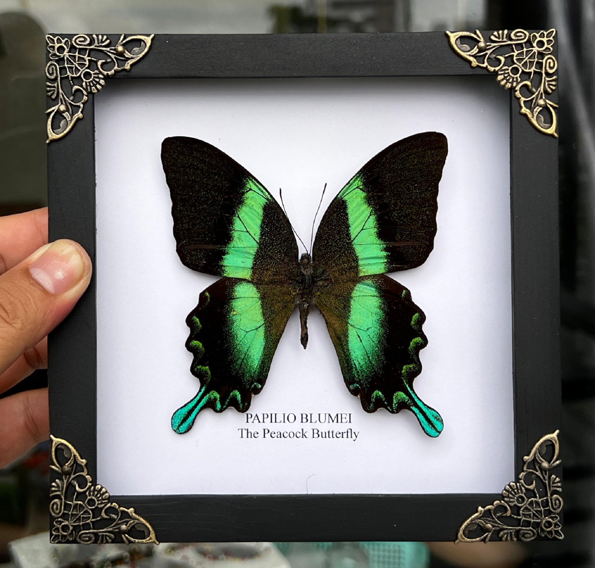 Vinatimes Real Framed Peacock Butterfly Moth Dead Insect Dried Bug Shadow Box Frame Taxidermy Specimen Display Oddity Curiosities Tabletop Wall Art Hanging Collection Home Decor Living Reading Room K16-23-TR - Vinacreations
